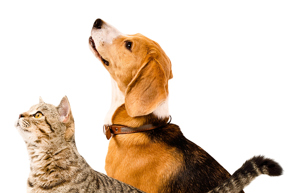 Filetti di Tonnetto con Gamberetti, in gelatina