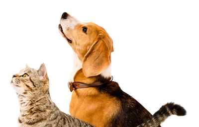 Test Filetti di Tonnetto con Gamberetti